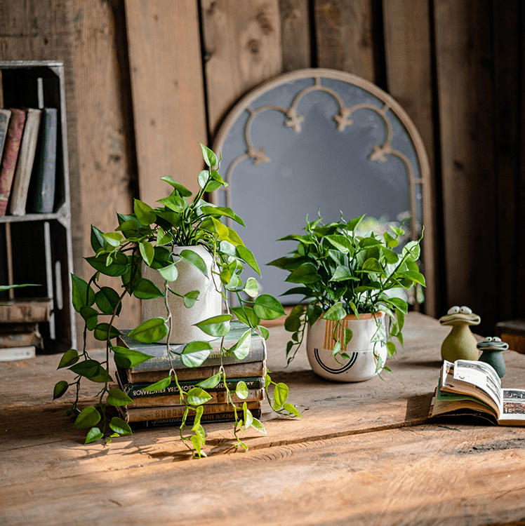 artificial ivy plant in pot Artificial Devil's Ivy Plant in White Pot – RusticReach