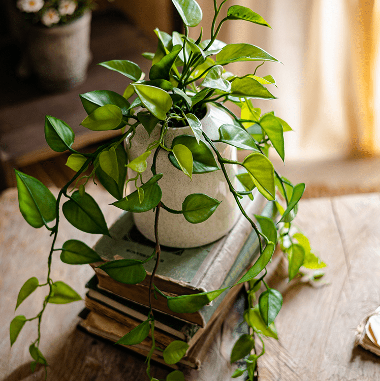 Artificial Devil's Ivy Plant in White Pot - RusticReach