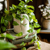 Artificial Devil's Ivy Plant in White Pot - RusticReach