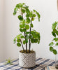 Artificial Potted Pilea Plant 26" Tall - RusticReach