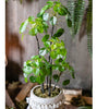 Artificial Potted Pilea Plant 26" Tall - RusticReach