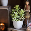 Artificial Faux Adromischus Succulent In Pot - RusticReach