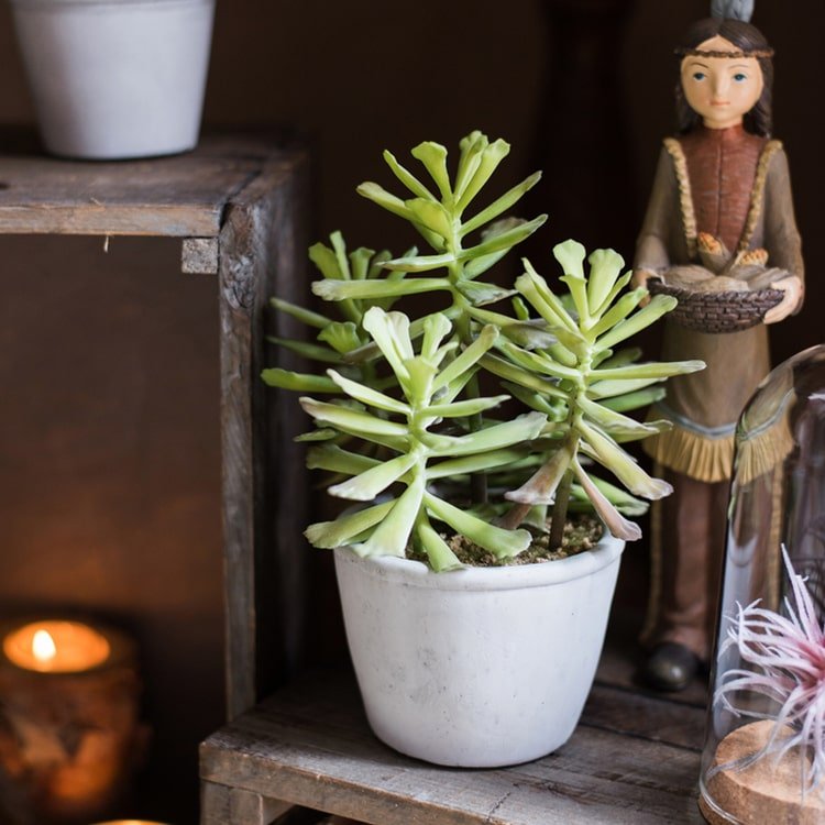 Artificial Faux Adromischus Succulent In Pot - RusticReach