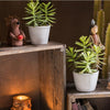 Artificial Faux Adromischus Succulent In Pot - RusticReach