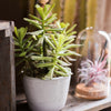 Artificial Faux Adromischus Succulent In Pot - RusticReach