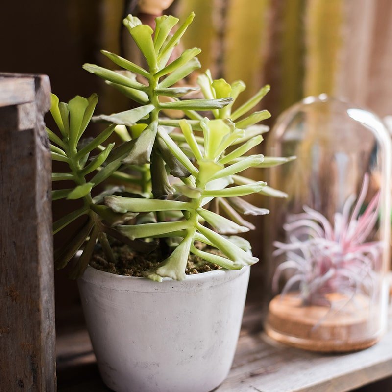 Artificial Faux Adromischus Succulent In Pot - RusticReach