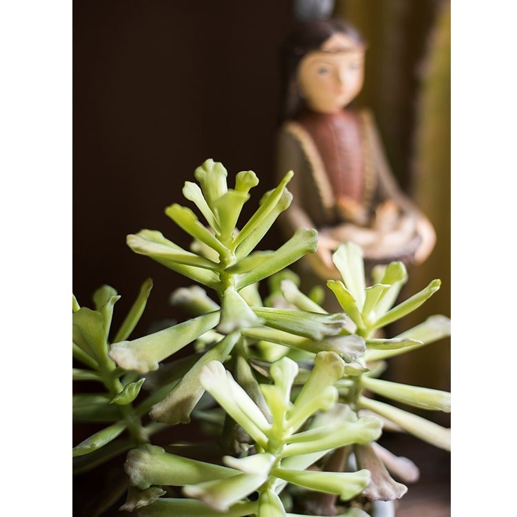 Artificial Faux Adromischus Succulent In Pot - RusticReach