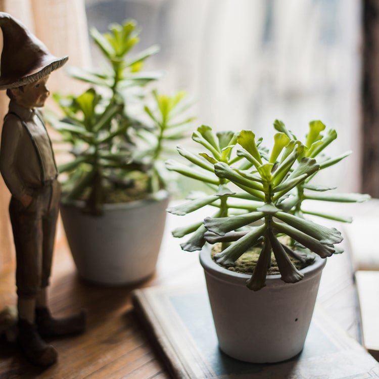 Artificial Faux Adromischus Succulent In Pot - RusticReach