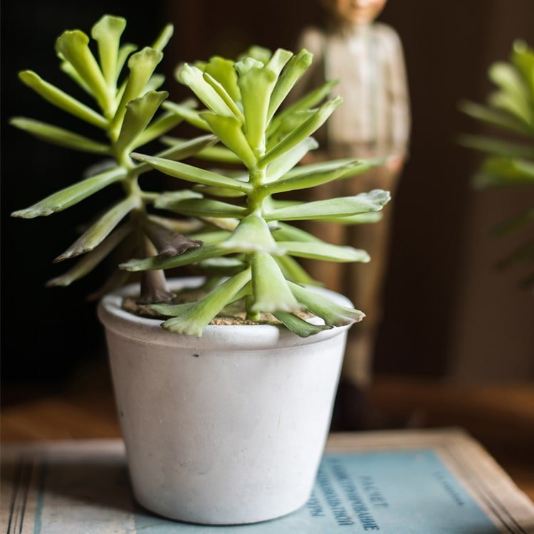 Artificial Faux Adromischus Succulent In Pot - RusticReach