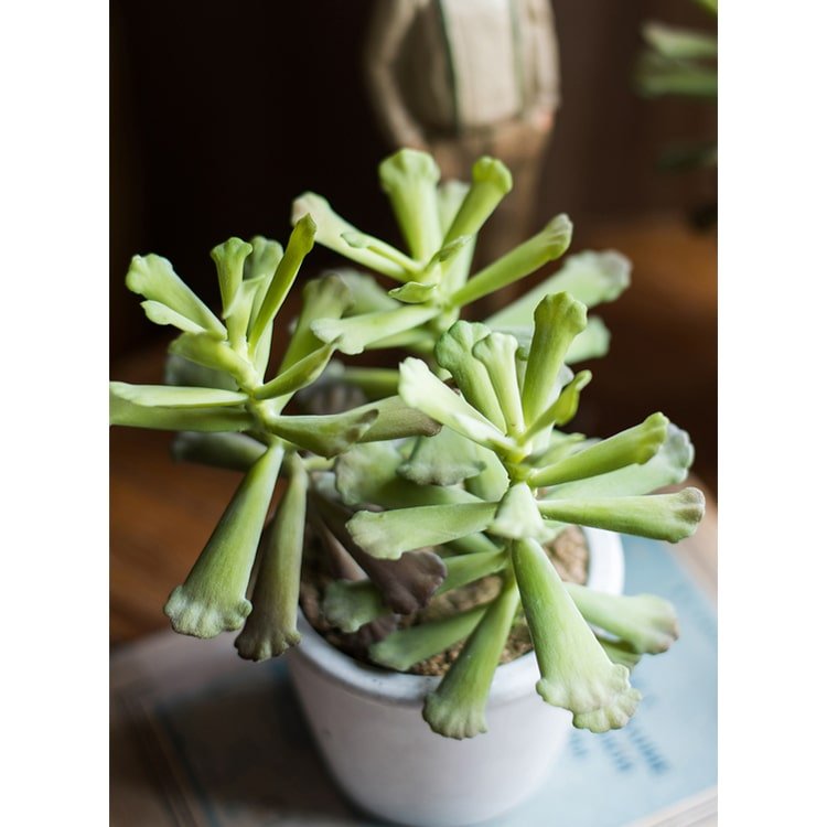 Artificial Faux Adromischus Succulent In Pot - RusticReach