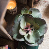 Artificial Real Touch Succulent Gigantea In Pot Faux - RusticReach