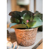 Artificial Real Touch Succulent Gigantea In Pot Faux - RusticReach