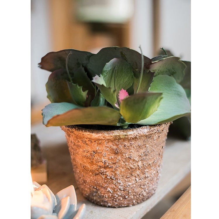Artificial Real Touch Succulent Gigantea In Pot Faux - RusticReach