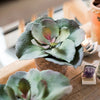 Artificial Real Touch Succulent Gigantea In Pot Faux - RusticReach
