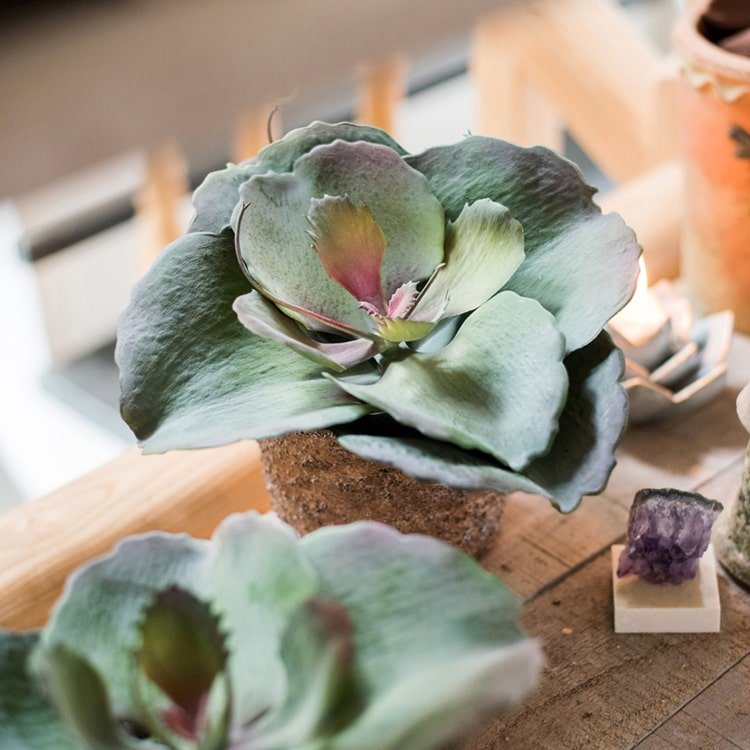 Artificial Real Touch Succulent Gigantea In Pot Faux - RusticReach