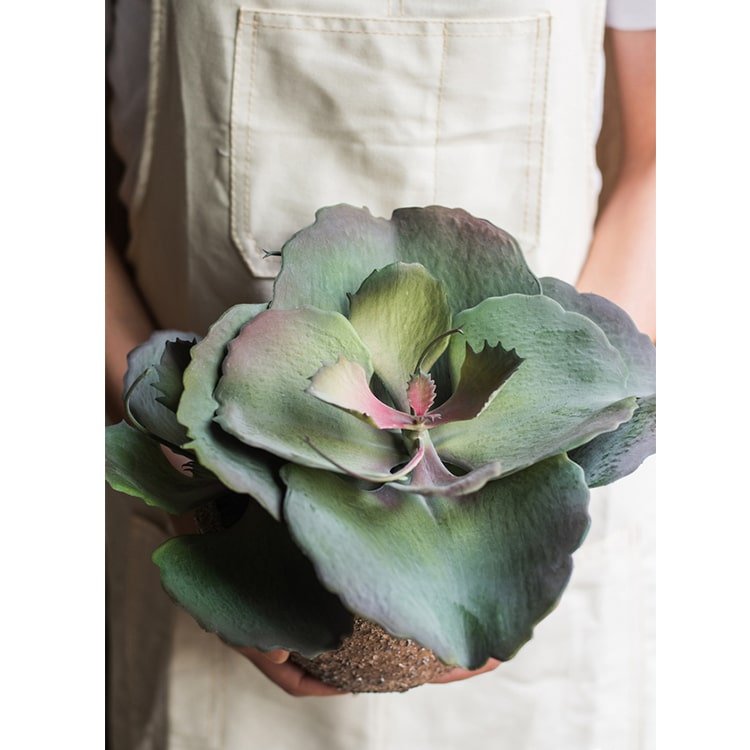 Artificial Real Touch Succulent Gigantea In Pot Faux - RusticReach