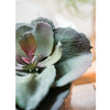 Artificial Real Touch Succulent Gigantea In Pot Faux - RusticReach