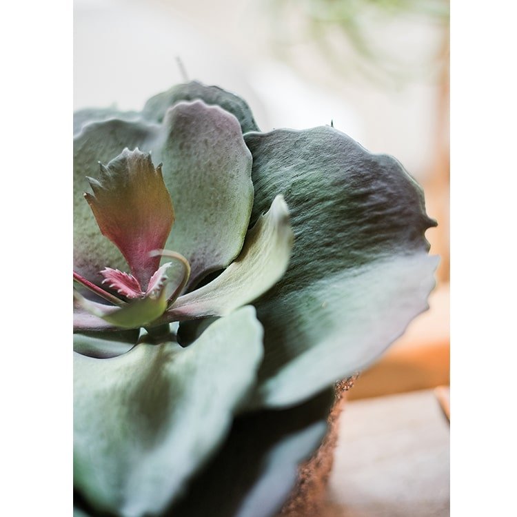 Artificial Real Touch Succulent Gigantea In Pot Faux - RusticReach
