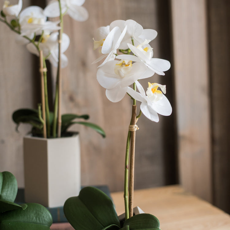 Artificial Flower Real Touch Orchid Plant in Green and White