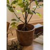 Large Terracotta Red Concrete Planter Pot - RusticReach
