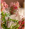 Red Flame Protea Artificial Flower Stem 31" Tall - RusticReach