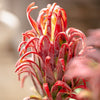 Red Flame Protea Artificial Flower Stem 31" Tall - RusticReach