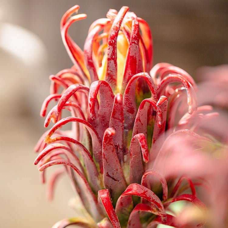 Red Flame Protea Artificial Flower Stem 31" Tall - RusticReach