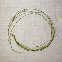 Artificial Rough Horsetail Thin Vine Ikebana