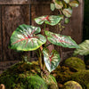Faux Artificial Rooted Bunch Alocasia 19" Tall - RusticReach