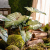 Faux Artificial Rooted Bunch Alocasia 19" Tall - RusticReach