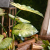 Faux Artificial Rooted Bunch Alocasia 19" Tall - RusticReach