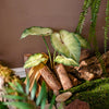 Faux Artificial Rooted Bunch Alocasia 19" Tall - RusticReach