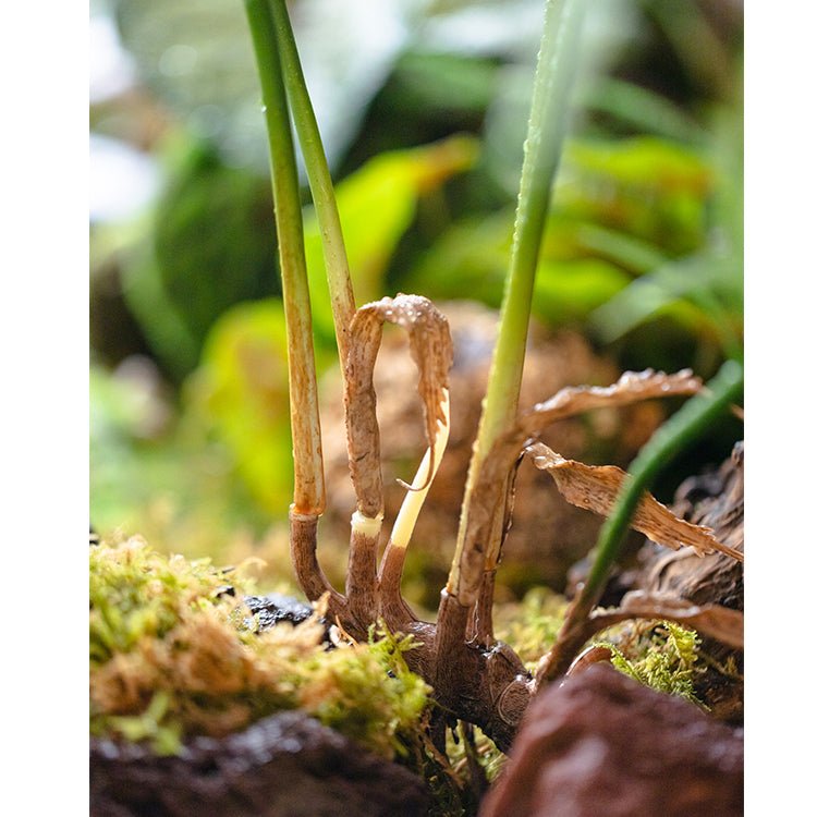 Faux Artificial Rooted Bunch Murdannia Leaf 23" Tall - RusticReach