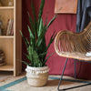 Faux Artificial Snake Plant In Pot Green - RusticReach