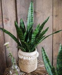 Faux Artificial Snake Plant In Pot Green