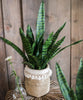 Faux Artificial Snake Plant In Pot Green - RusticReach