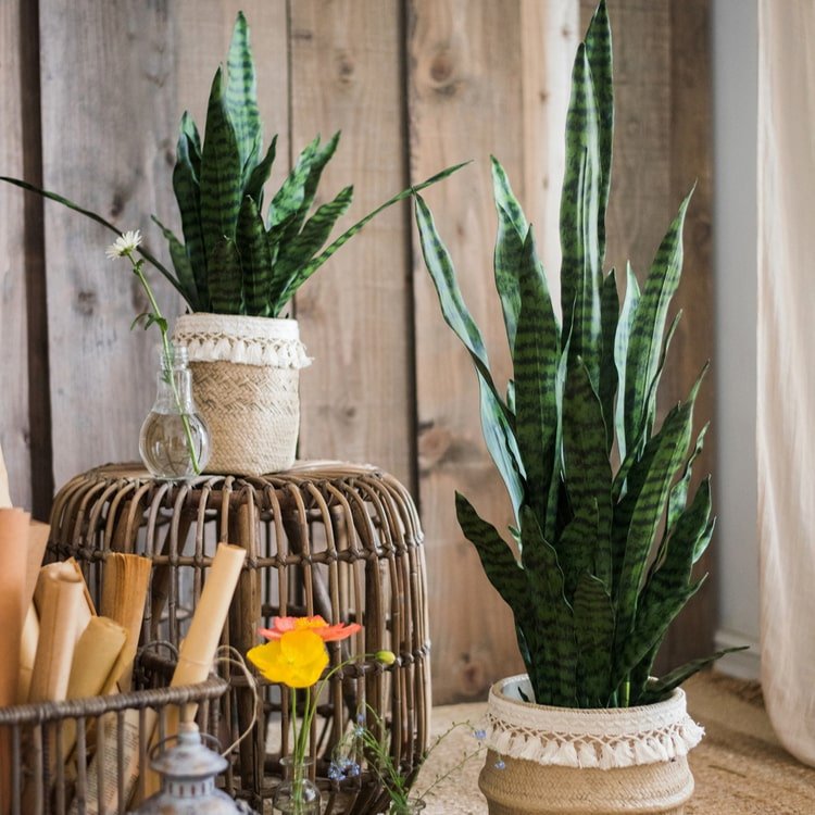 basket for snake plant Faux Artificial Snake Plant In Pot Green – RusticReach
