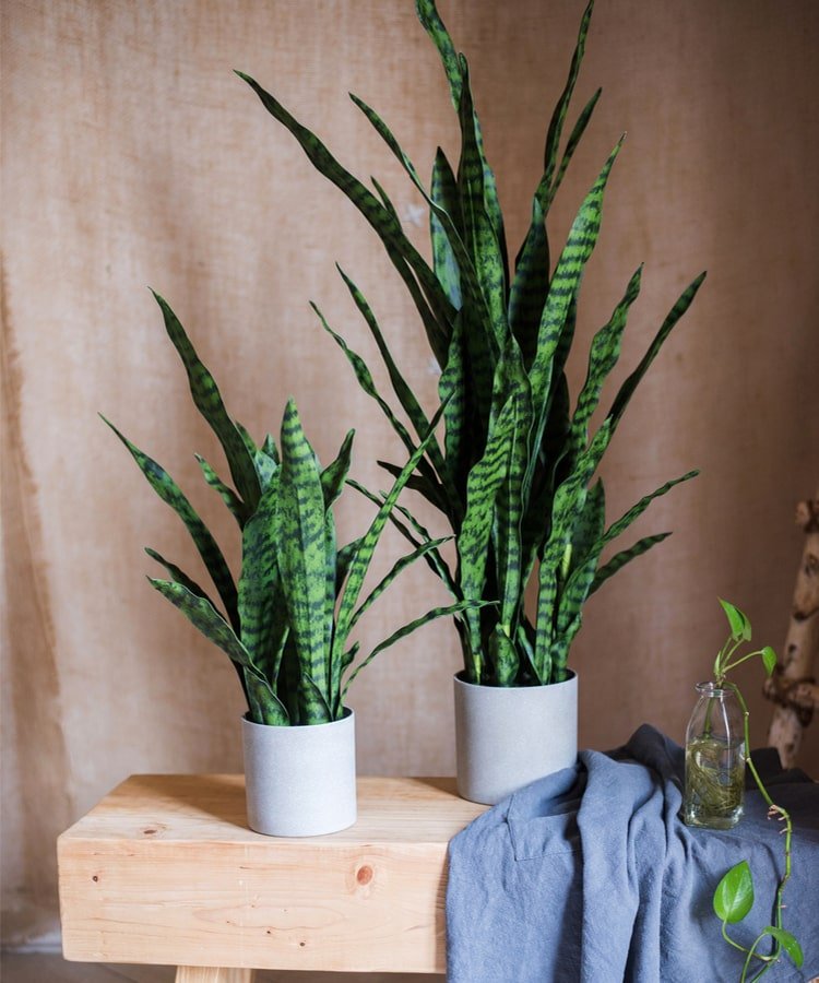 faux snake plant in pot Faux Artificial Snake Plant In Pot Green – RusticReach