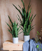 Faux Artificial Snake Plant In Pot Green - RusticReach