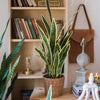 Faux Artificial Snake Plant in Pot Yellow Edged Leaf - RusticReach