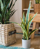 Faux Artificial Snake Plant in Pot Yellow Edged Leaf - RusticReach