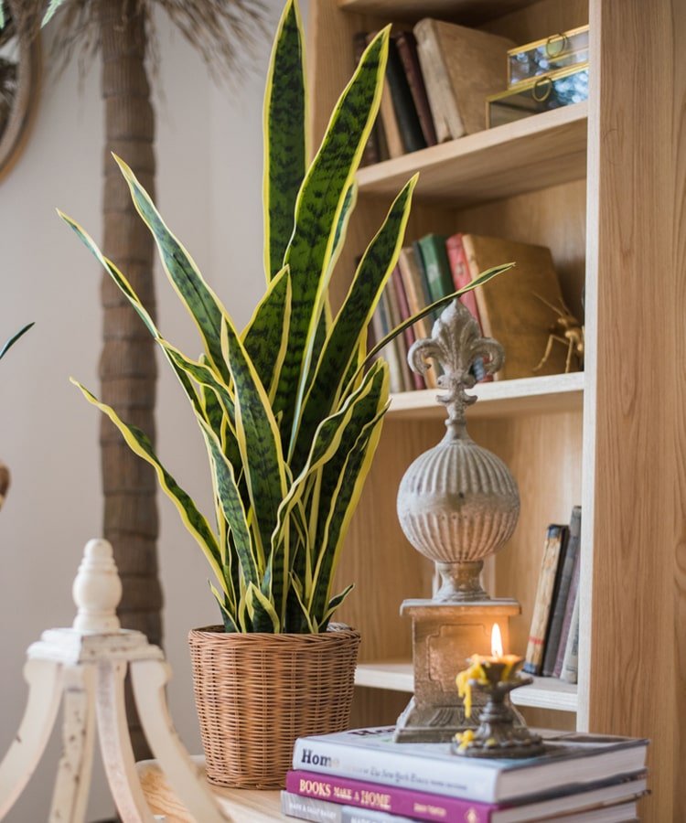 Faux Artificial Snake Plant in Pot Yellow Edged Leaf - RusticReach