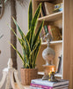 Faux Artificial Snake Plant in Pot Yellow Edged Leaf - RusticReach