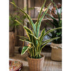 Faux Artificial Snake Plant in Pot Yellow Edged Leaf - RusticReach