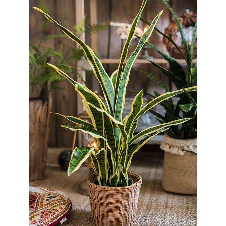 Faux Artificial Snake Plant in Pot Yellow Edged Leaf – RusticReach