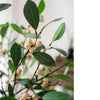 Artificial Fruit Snow Berry Leaf Stem 28" Tall Silk Plant - RusticReach