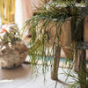 Artificial Faux Usnea Vine Stem 22" Long - RusticReach