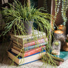 Artificial Faux Usnea Vine Stem 22" Long - RusticReach