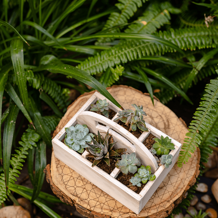 succulent desk planter RusticReach Wooden Desktop Organizer Succulent Planter