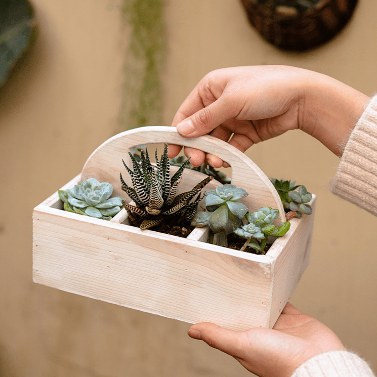 desk succulent planter Wooden Desktop Organizer Succulent Planter – RusticReach